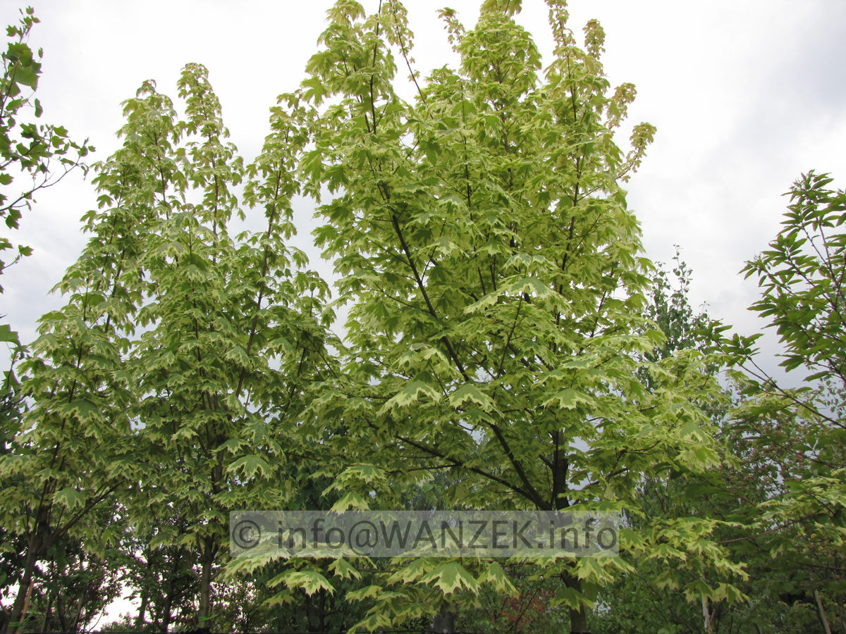 Acer platanoides Drummondii - junge Kronen1.JPG